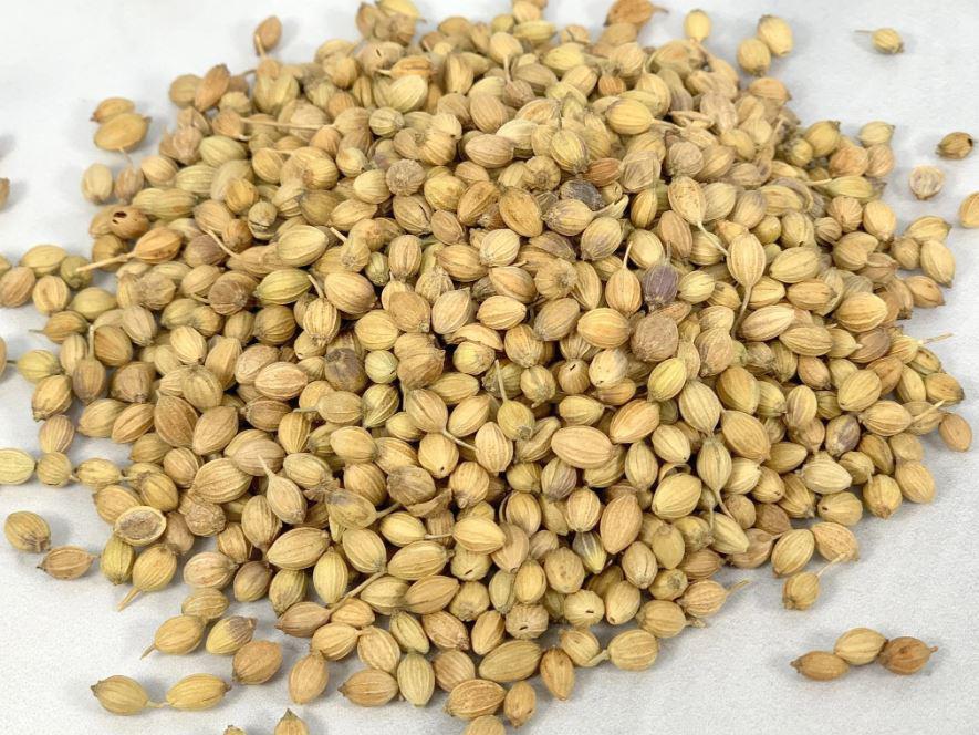 Coriander, Indian Course